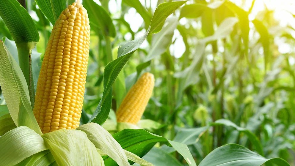 Corn