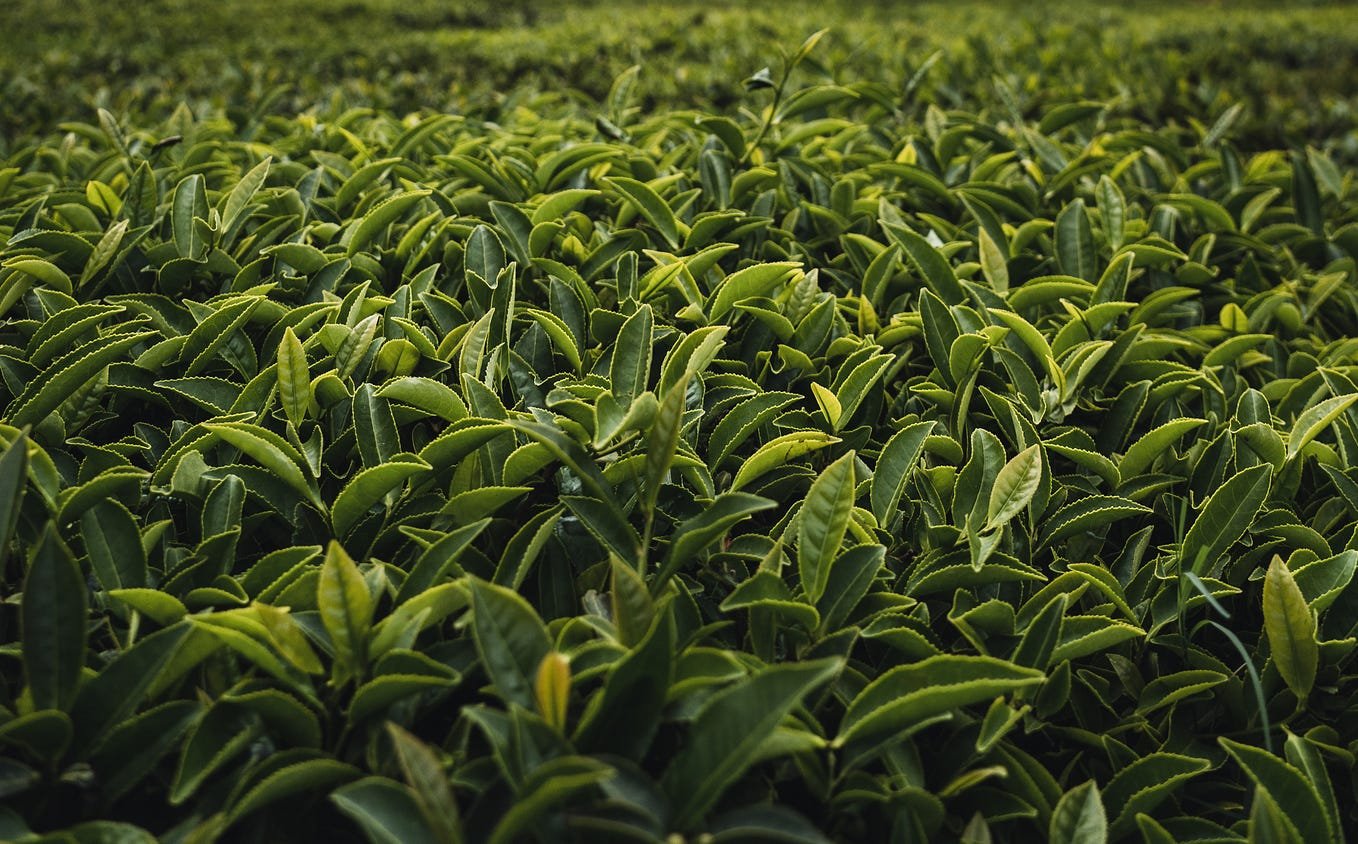 Tea